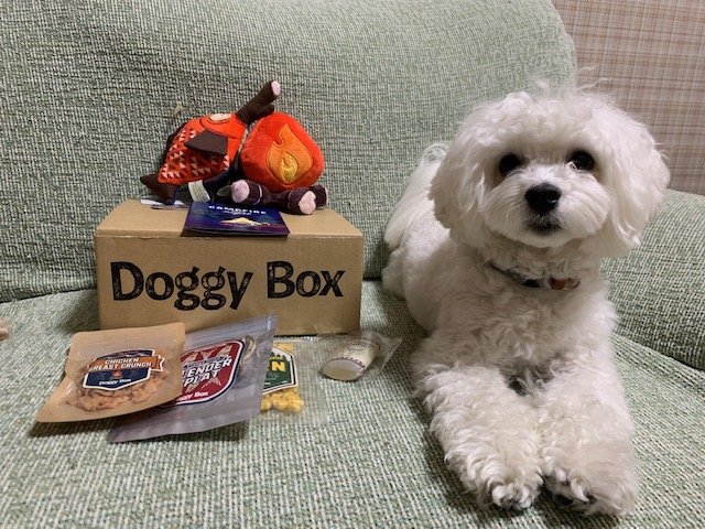 ドギーボックスと犬