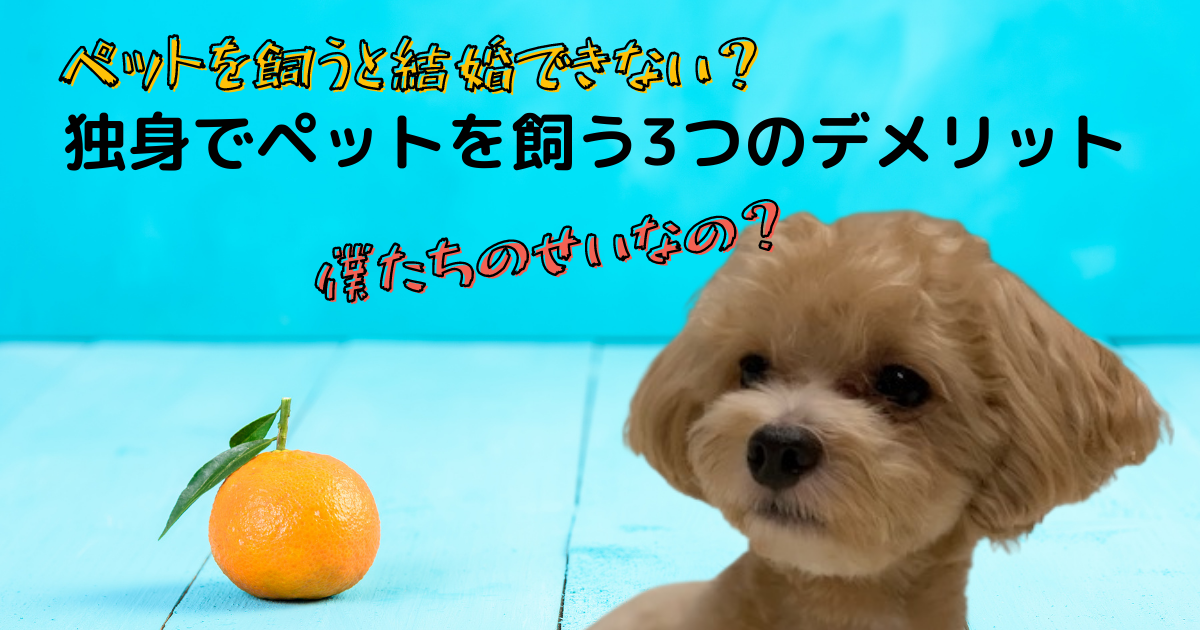 ペットを飼うと結婚できない 独身でペットを飼う3つのデメリット ラテミルブログ