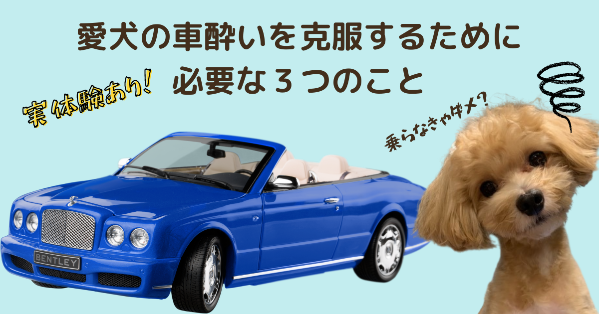実体験あり 愛犬の車酔いを克服するために必要な３つのことを解説 ラテミルブログ