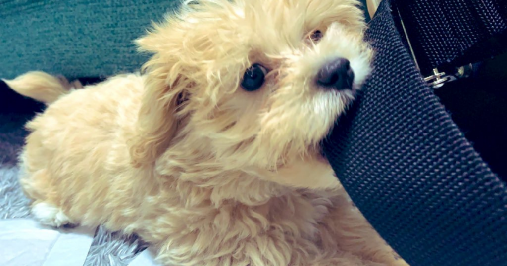 マルプーの飼い方ロードマップ これで解決 初めて犬を飼う方必見 ラテミルブログ