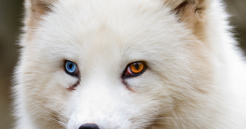 幸せの象徴 左右の眼の色が違うオッドアイの犬が生まれる理由 ラテミルブログ