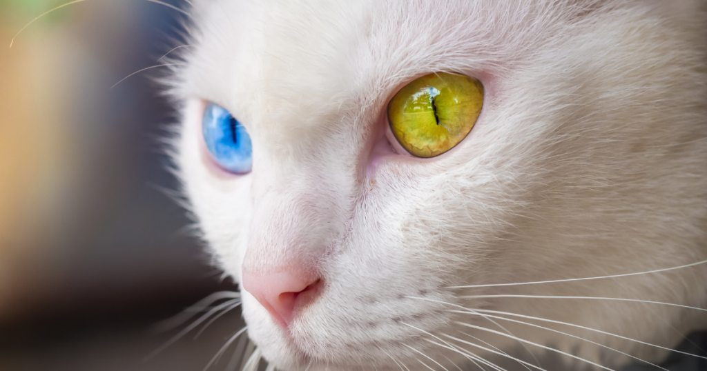 幸せの象徴 左右の眼の色が違うオッドアイの犬が生まれる理由 ラテミルブログ