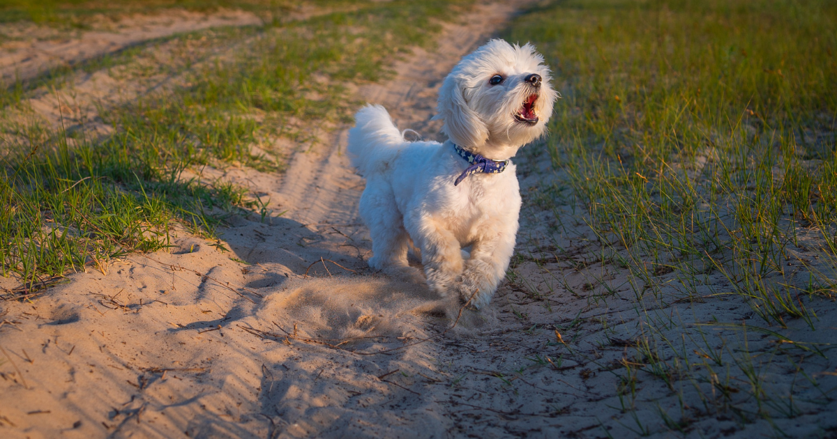 あなたは何個知っている 犬 の漢字が入っている四字熟語７選 ラテミルブログ