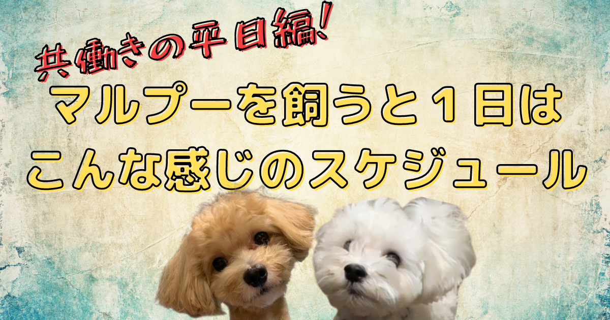 初めて犬を飼う方必見 マルプーを飼うと１日のスケジュールはこんな感じ 共働き平日編 ラテミルブログ