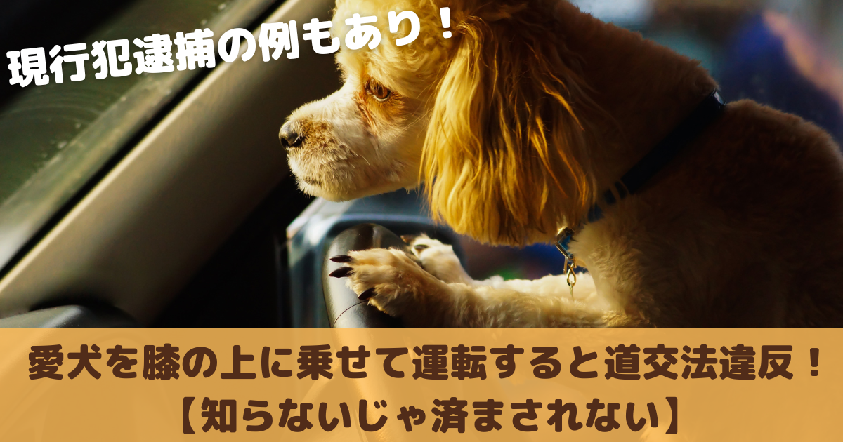愛犬を膝の上に乗せて運転すると道交法違反 知らないじゃ済まされない ラテミルブログ